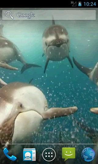 Dolphins Video Live Wallpaper截图2