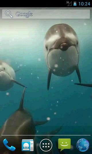 Dolphins Video Live Wallpaper截图3