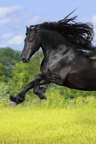 Awesome Horse Wallpaper截图1