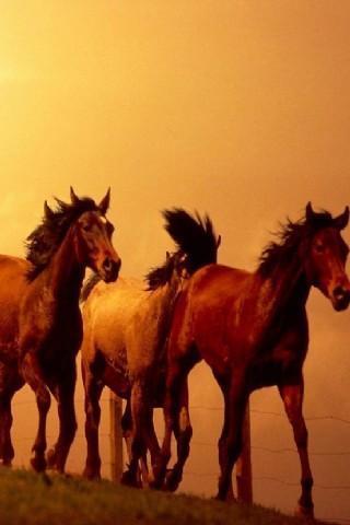 Awesome Horse Wallpaper截图2