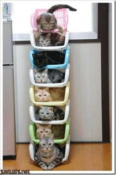 Cute Cat Kittens截图