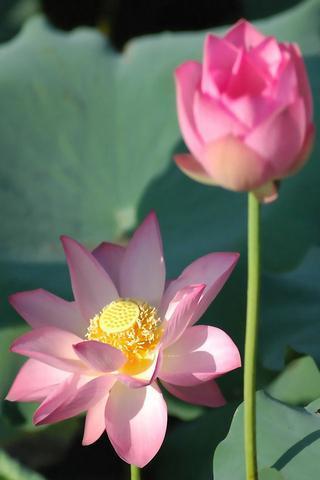 Lotus Flowers Backgrounds截图2