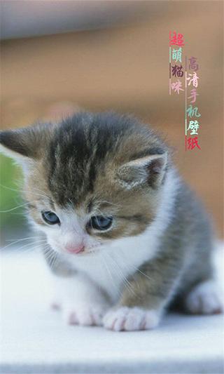 超萌猫咪高清手机壁纸截图1