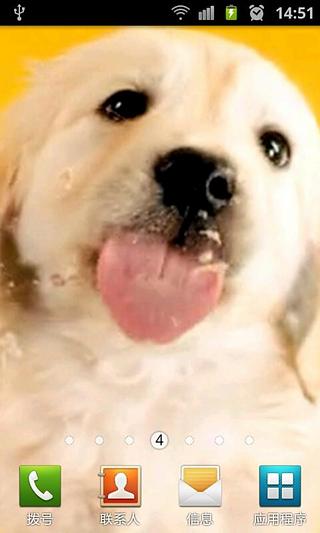 Licking Doggy Live Wallpaper截图1