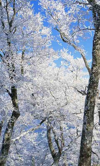 香山雪景高清动态壁纸截图1