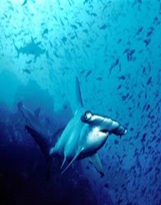 Shark Wallpaper截图1