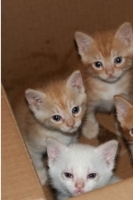 Kittens In A Box Wallpaper 截图1