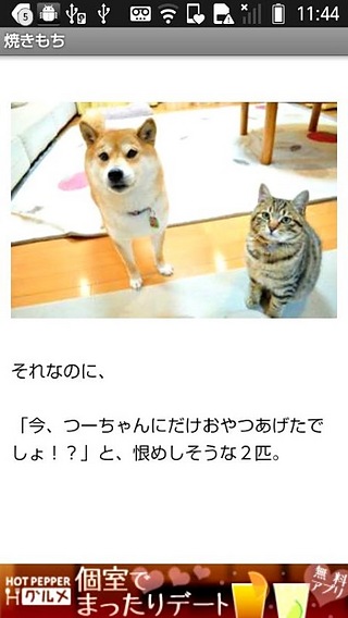 日刊いぬ新闻-犬情报まとめ截图2