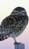 Owl HD Live Wallpaper 截图3