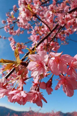 Sakura festival截图2