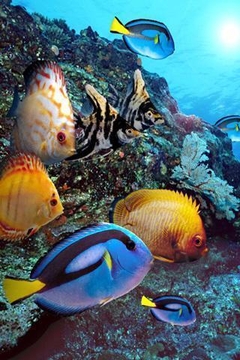 3D海底世界截图