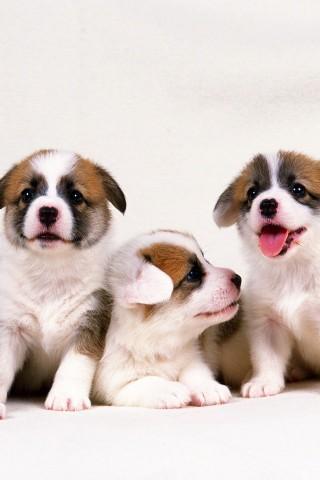 Cute Dogs Wallpapers截图1