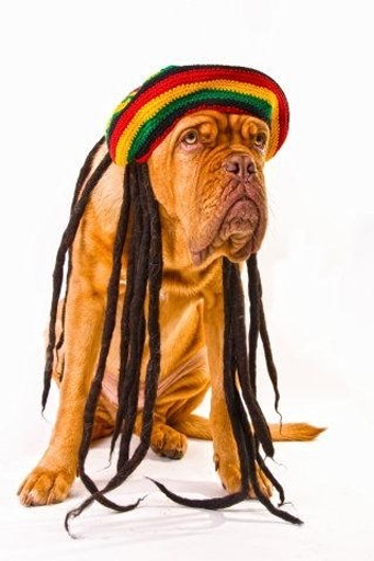 Rasta Wallpaper截图1