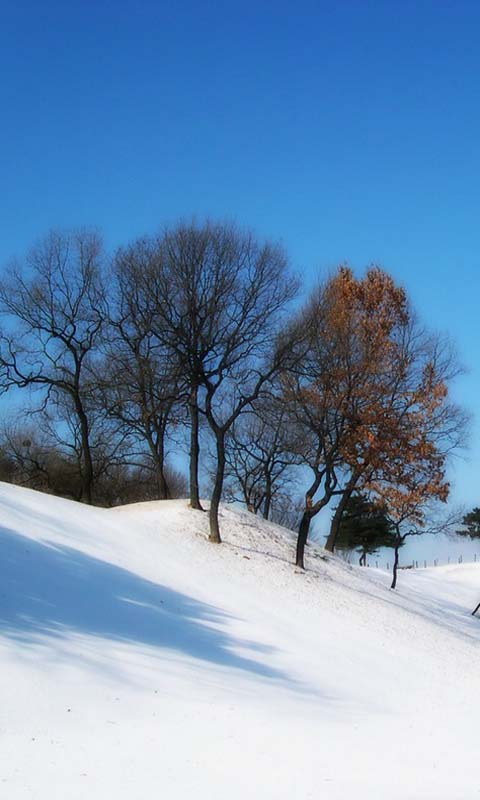 精美雪景高清动态壁纸截图3