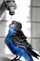 Parrot And Water Driping LWP 2截图1