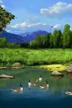 Relaxing Ducks In Pond截图