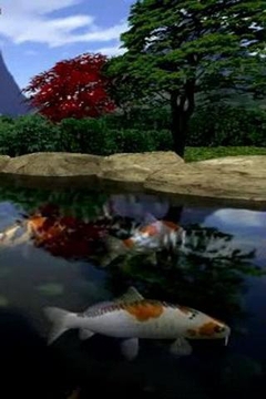 Koi Fishes Swimming In Pond截图