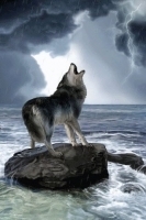 Howling Wolf In Rain Live Wallpaper 2截图2