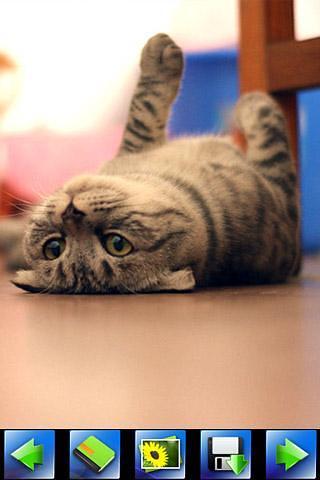 Interesting Cat wallpaper截图4