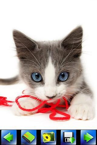 Interesting Cat wallpaper截图5