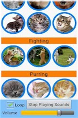 猫的声音 Cats Sounds截图1