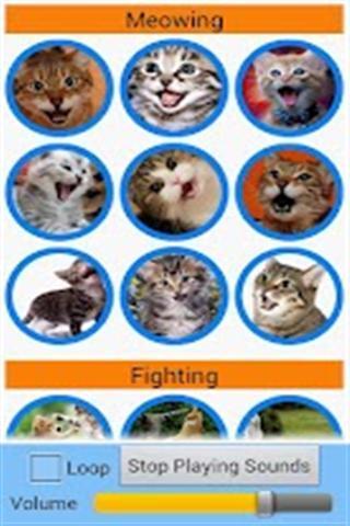 猫的声音 Cats Sounds截图2