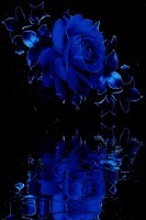 Blue Rain Rose Live Wallpaper 2截图1