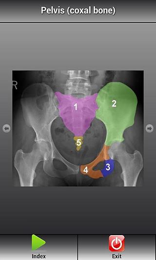 Human X-ray Anatomy Lite截图7