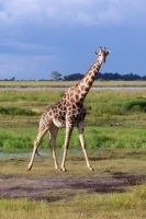 Giraffe Wallpapers 截图2