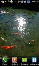 Pond of Fish截图1