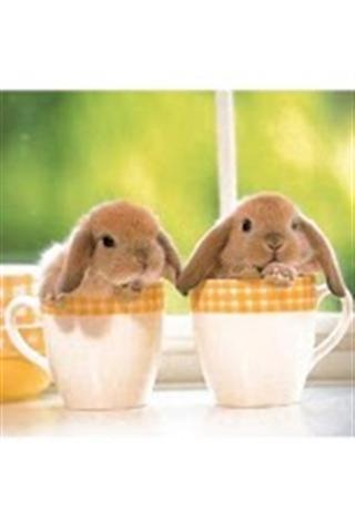 最可爱的小兔子壁纸 Cutest Bunnies Wallpaper截图3