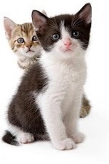 Cute Animal Wallpaper 10截图1