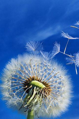 Galaxy S3 Dandelion截图3