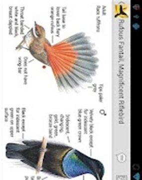 澳大利亚鸟类指南截图