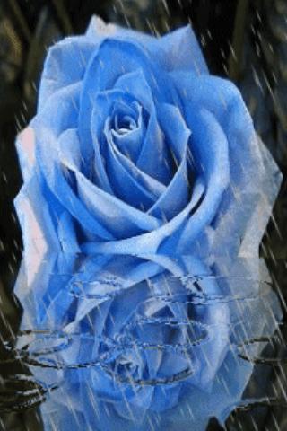 Blue Rose Under Rain Live Wall截图1