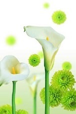 Beautiful Flowers Wallpaper 4截图1