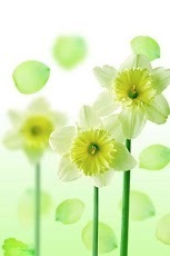 Beautiful Flowers Wallpaper 4截图2