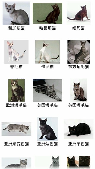 猫猫百科图鉴截图1