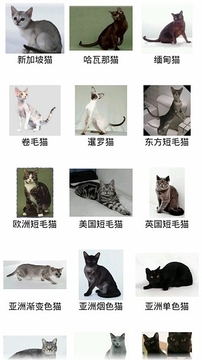 猫猫百科图鉴截图
