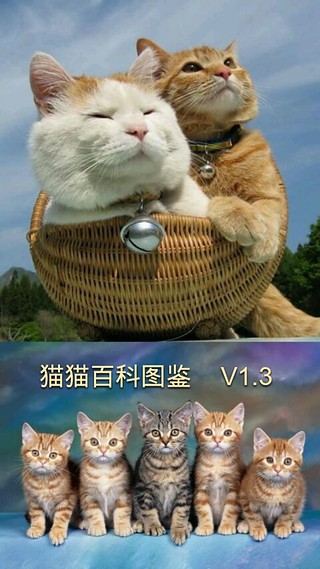 猫猫百科图鉴截图2