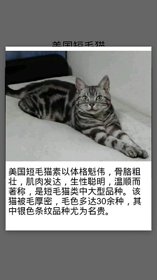 猫猫百科图鉴截图3