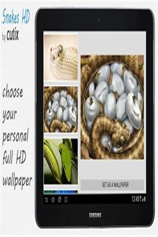 美丽的蛇壁纸(高清版)截图2