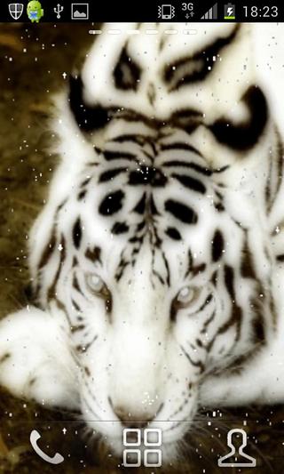 Bengal Tiger Live Wallpaper截图2