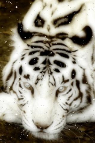 Bengal Tiger Live Wallpaper截图3