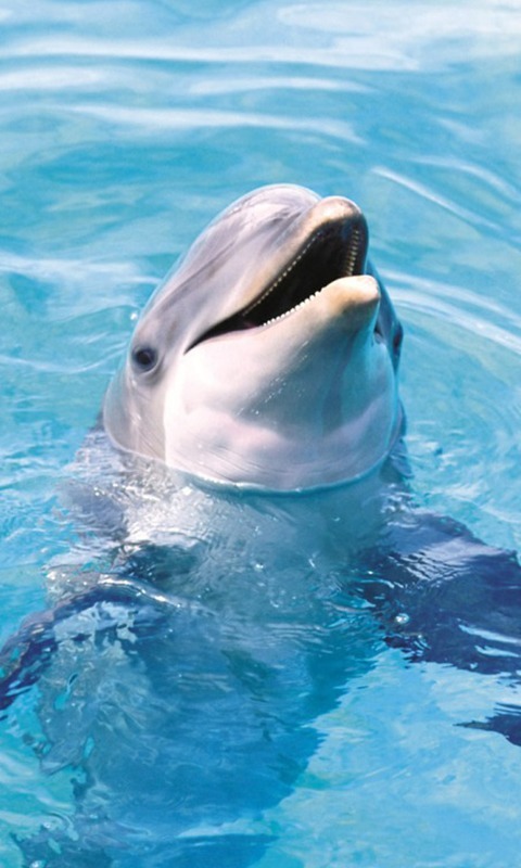 Dolphins HD Jigsaw Puzzles截图1