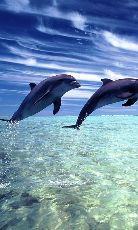 Dolphins HD Jigsaw Puzzles截图2