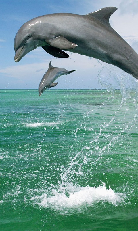 Dolphins HD Jigsaw Puzzles截图4