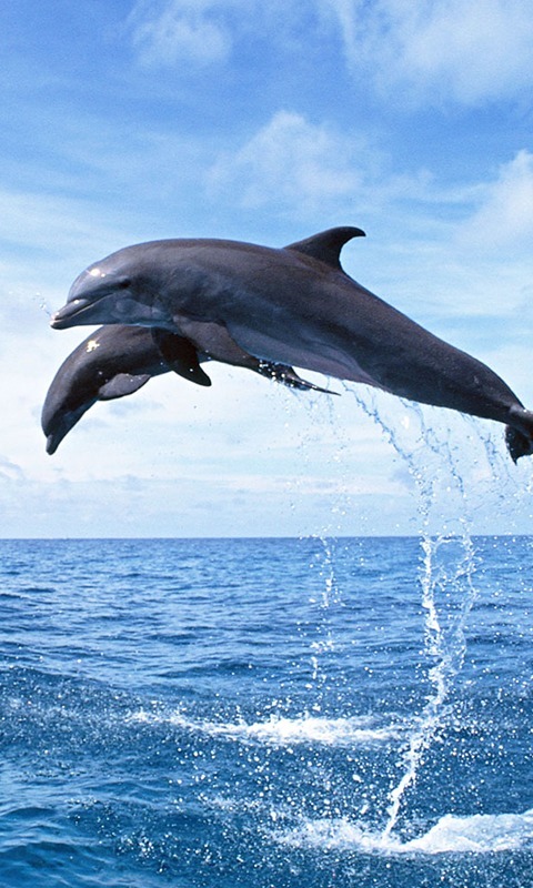 Dolphins HD Jigsaw Puzzles截图7