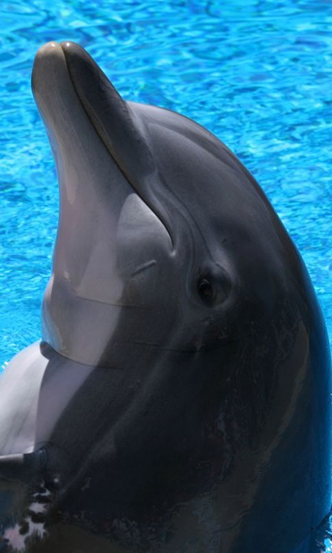 Dolphins HD Jigsaw Puzzles截图8