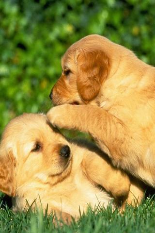 Cute Puppy Wallpapers截图1